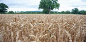 clear-frameworks-wheat-ag