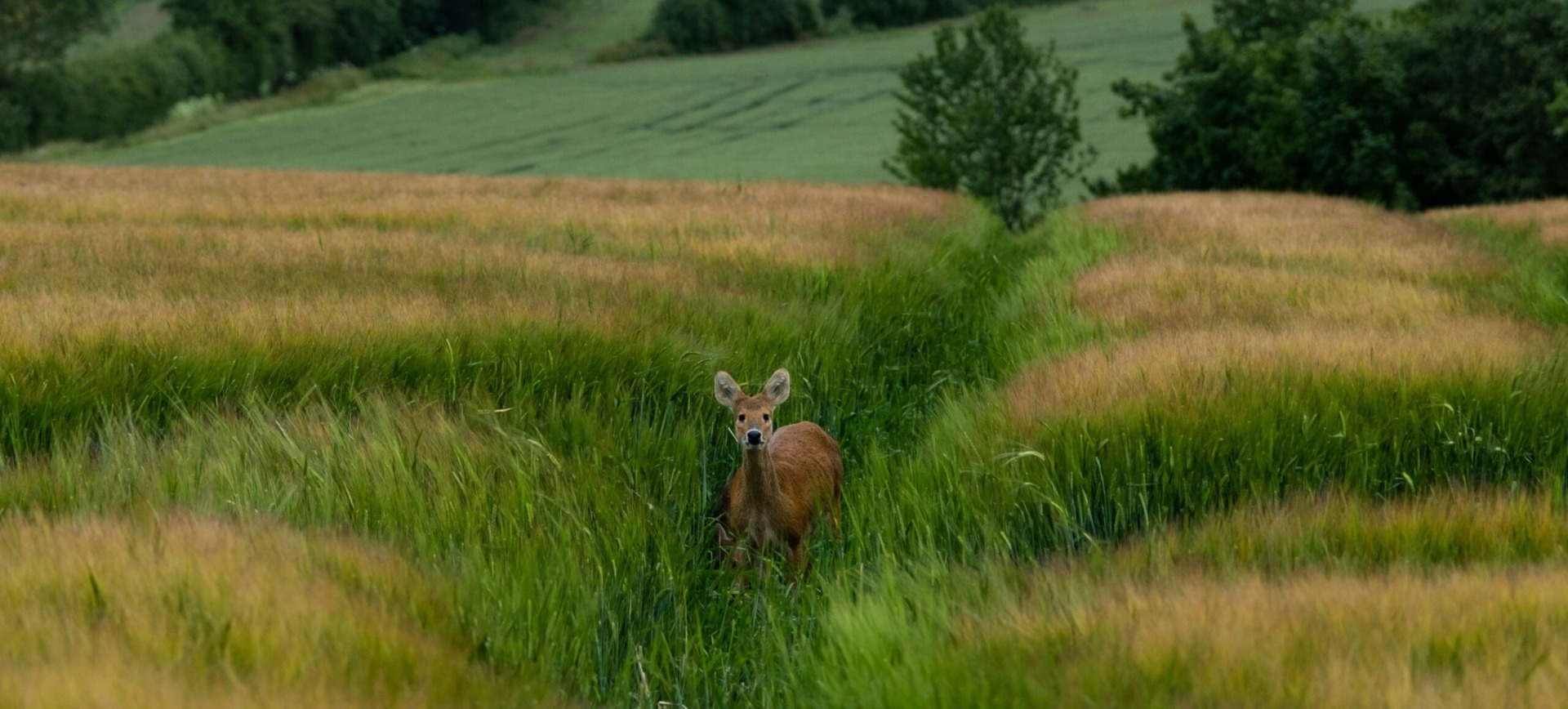 deer-in-field
