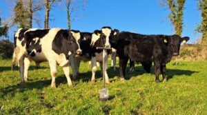 image-cows-on-farm