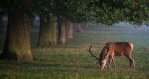 deer-in-green-space-park