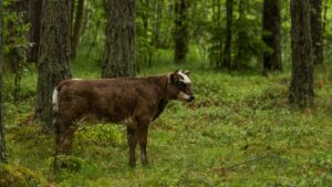 beef_animal_in_forest