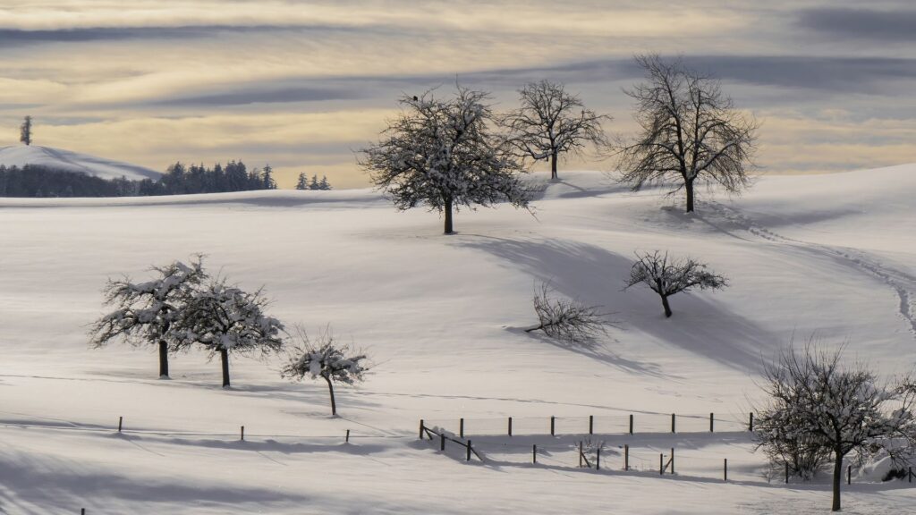 How can digital tools be used to meet Sustainable Farming Scheme (SFS) requirements