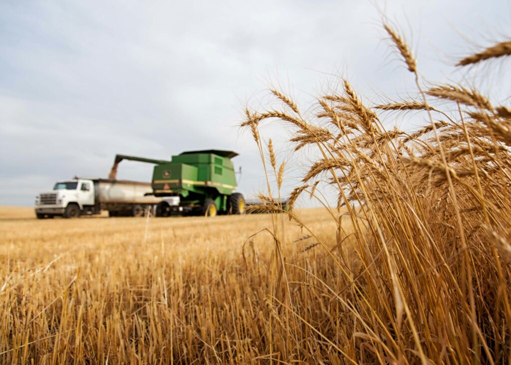 wheat-field-agriculture